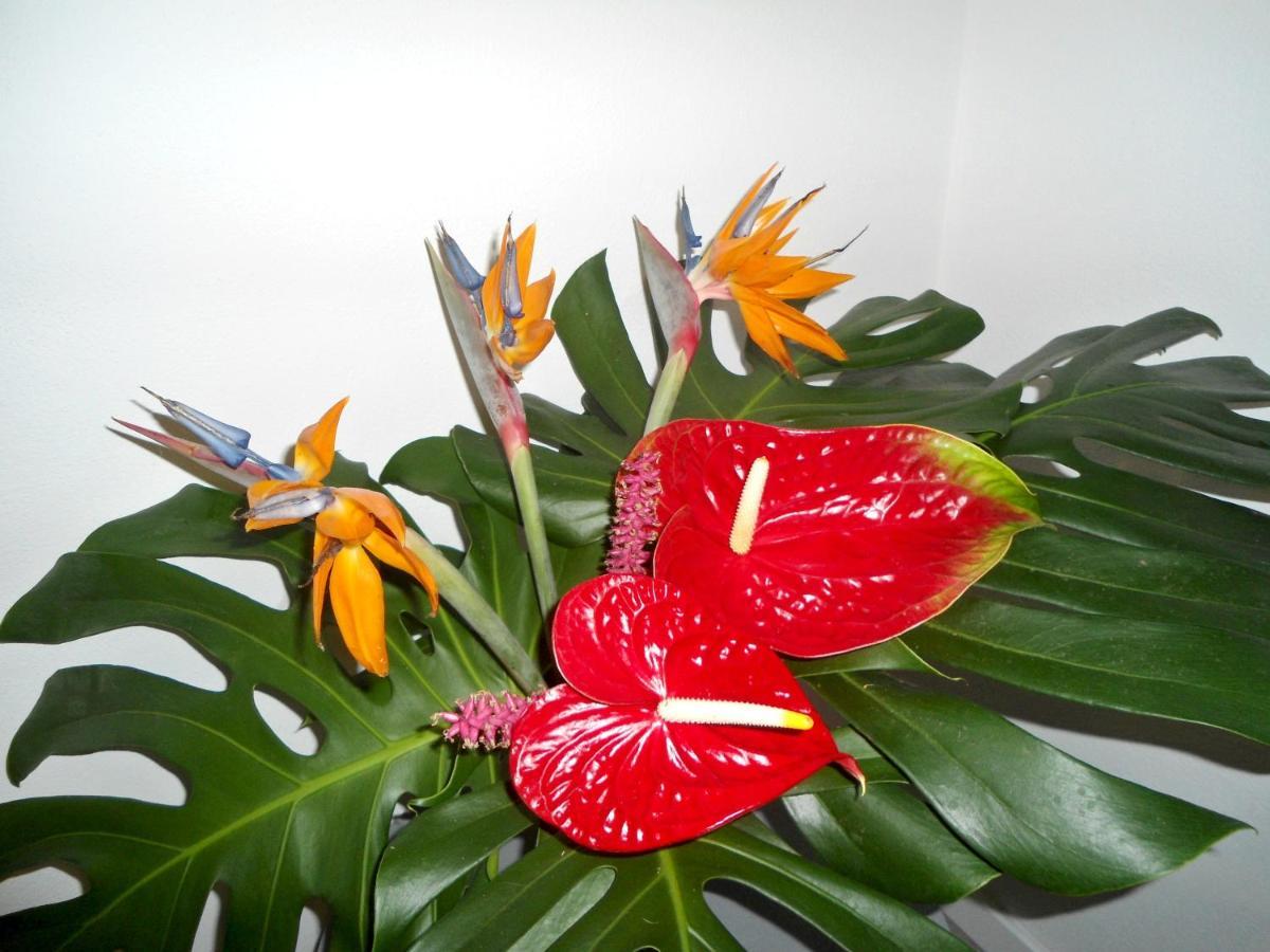 Terrace Apartamento *